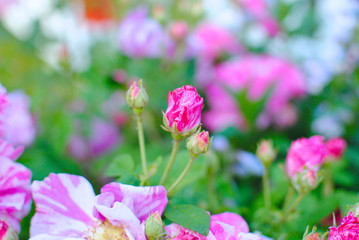 pink flowers in the garden
