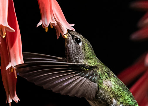 รูปภาพPollon – เลือกดูภาพถ่ายสต็อก เวกเตอร์ และวิดีโอ336 | Adobe Stock