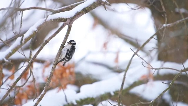 Virginia winter season and downy woodpecker female perched on tree branch during snowfall preening feathers in slow motion