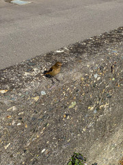A sparrow that plays sunflowers.