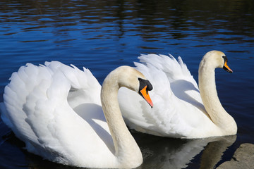 Close up of two isolated swans at lakeside in water - Germany, Viersen, Hariksee