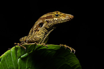 Close-up of an Equatorial anole (Dactyloa aequatorialis)