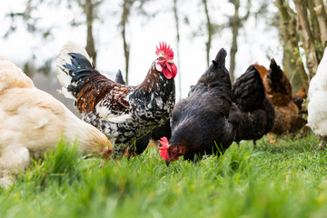 Hühnergruppe auf einer Wiese
