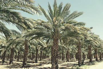 Plantation of date palm trees in Israel. Beautiful nature background for posters, cards, web design.
