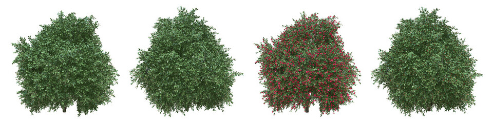 Japanese camellia full-size real trees isolated with clipping path and alpha channel. Camellia japonica in all seasons.3d rendering for digital composition.