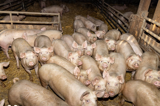 pigs in farm,  pigsty livestock pork production