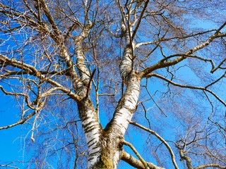 Birke aus der Wurmperspektive mit blauem Himmel