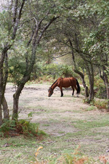 Horse, Peneda Gerês National Park, Portugal