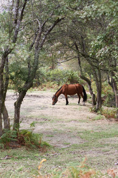 Horse, Peneda Ger&ecirc;s National Park, Portugal