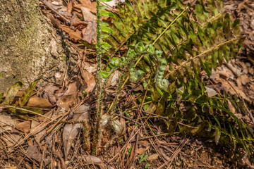 Fern emerging in spring