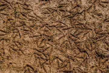 Geese and duck prints in the mud