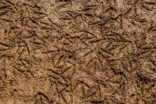 Geese And Duck Prints In The Mud