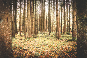 autumnal view of the forest