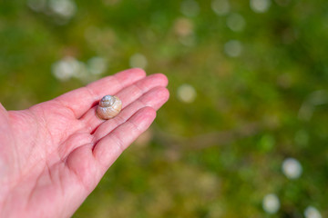 A snail shell lies on a single  hand with a green background