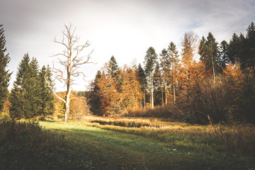 autumnal view of the forest with a dead tree
