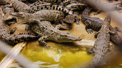 Crocodiles bask in the sun at the zoo.