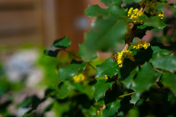 A mahonia aquifolium in beautiful  sunlight with a blurred background