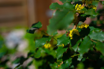 A mahonia aquifolium in beautiful  sunlight with a blurred background
