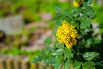 A mahonia aquifolium in beautiful  sunlight with a blurred background