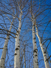 Birch branches black and white against a blue sky in winter. View up. Vertical.