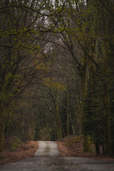 Fototapeta premium Estrada asfalto na floresta no outono dramático