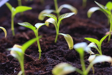 seedlings in the village on the windowsill