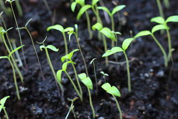seedlings in the village on the windowsill