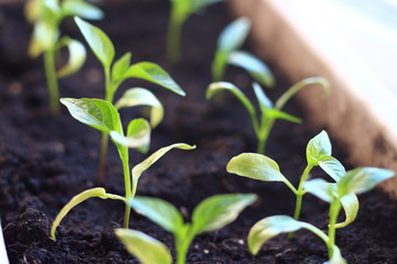 seedlings in the village on the windowsill