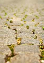 footpath with a growing grass between stones. abstract background.