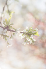 Spring Floral Photography Of Apple Branch With White Flowers
