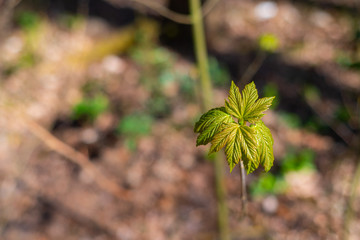A maple tree leaf  illuminated by the sun in its growth
