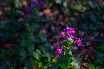 Obraz premium lunaria annua stands in a forest and is exposed to the sun