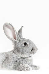 Cute Grey Bunny With Big Ears Sitting On White Background