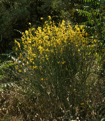 Cytisus scoparius; yellow flowers of broom in Tuscany