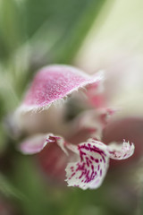 Closeup of pink forest flower macro floral alp plant