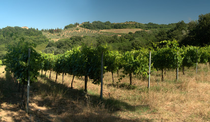 Fototapeta na wymiar Vineyards in Summer sunlight, Tuscan region of Montesperli in Florence