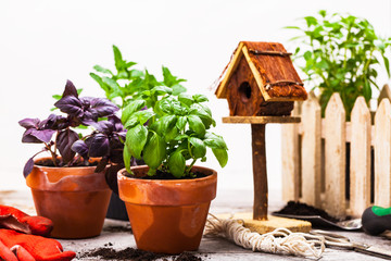 Spring Gardening Background with Growing Green Basil Herb Plants in Pot. Selective focus. 