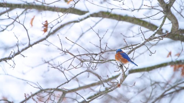 Blue bluebird single one vibrant colorful cute bird perched on oak tree during winter snow in Virginia with vibrant color 