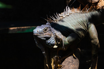 a big iguana with colorful skin