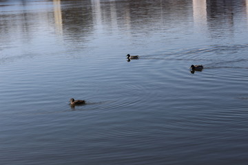  The mating season began in wild ducks. They swim, fly and choose a mate