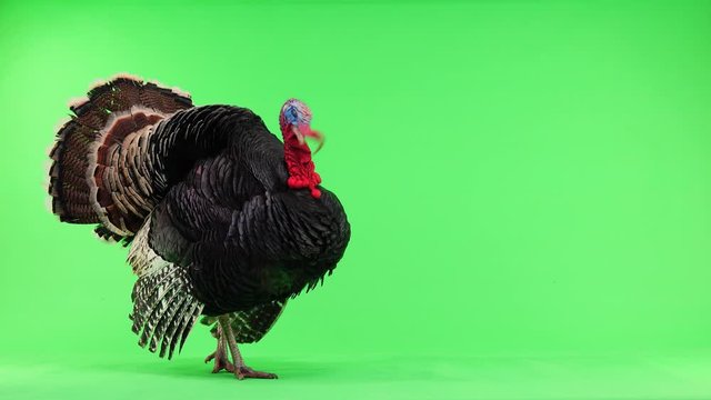 The bronze turkey is insulated with a green screen for 1.5 years and weighs 12 kilograms.