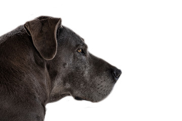 Perfil de bonito cachorro cinza e fundo branco