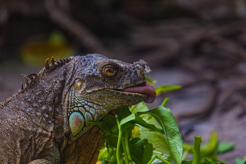 a big iguana with colorful skin