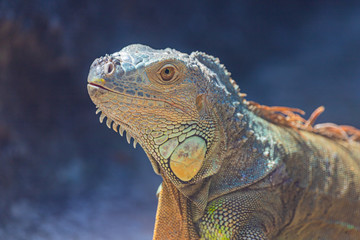 a big iguana with colorful skin