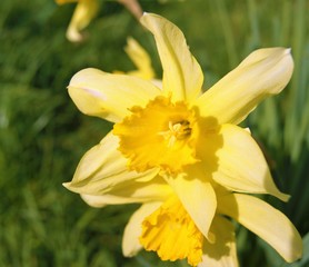Fototapeta premium yellow daffodil in the garden