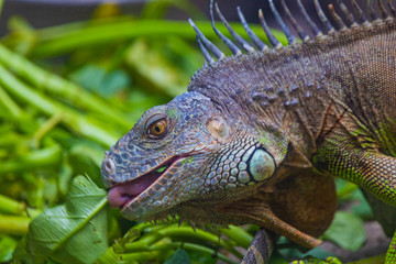 green iguana feeding on veggies