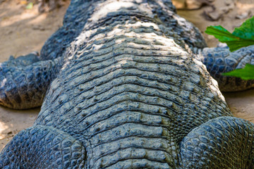 the back of a crocodile