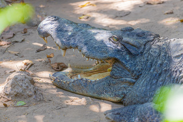 crocodile in the zoo