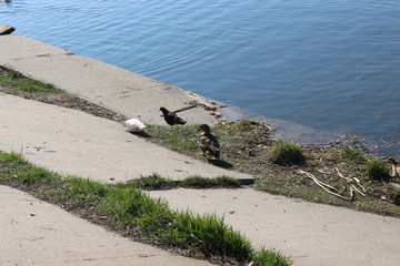  The mating season began in wild ducks. They swim, fly and choose a mate