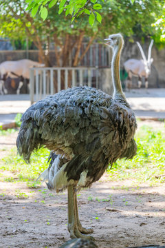 an Austrich full body picture
